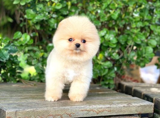 En Tatlı Irk Pomeranian Boo Orijinal
