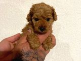 Toy Poodle