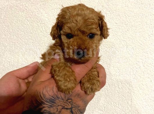 Toy Poodle görsel