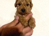 Toy Poodle