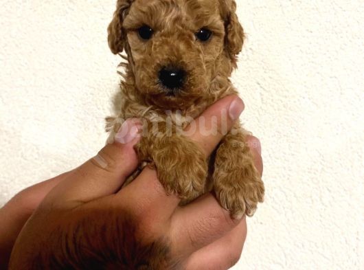 Toy Poodle görsel