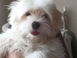 Mükemmel Erkek Maltese
