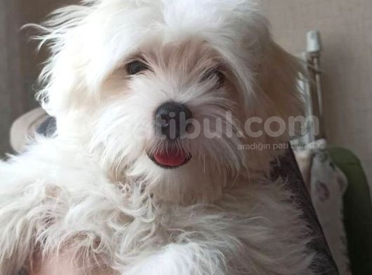 Mükemmel Erkek Maltese görsel