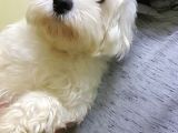 Mükemmel Erkek Maltese