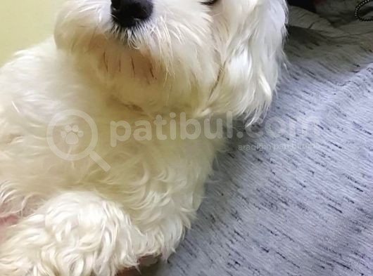 Mükemmel Erkek Maltese görsel