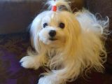 Mükemmel Erkek Maltese