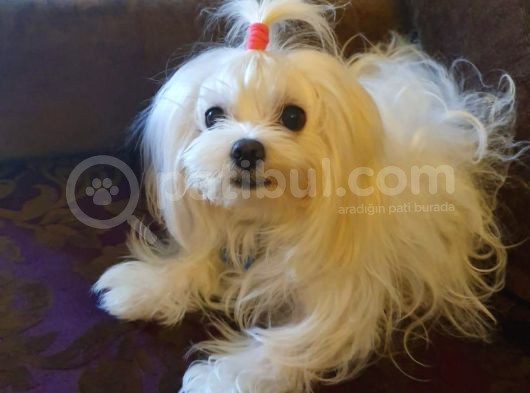 Mükemmel Erkek Maltese