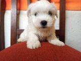Mükemmel Erkek Maltese