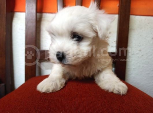 Mükemmel Erkek Maltese görsel