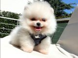 Pomeranian Boo Teddy Bear Yavrular