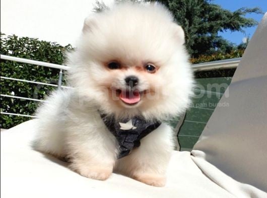 Pomeranian Boo Teddy Bear Yavrular görsel
