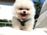 Pomeranian Boo Teddy Bear Yavrular