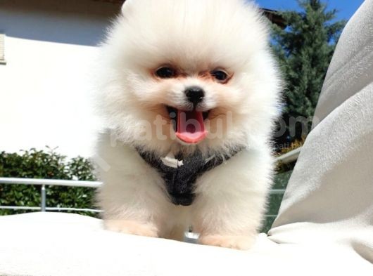 Pomeranian Boo Teddy Bear Yavrular görsel