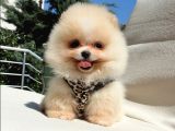Pomeranian Boo Teddy Bear Yavrular