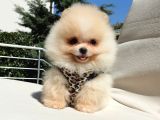 Pomeranian Boo Teddy Bear Yavrular