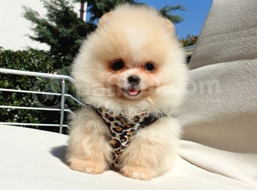 Pomeranian Boo Teddy Bear Yavrular görsel