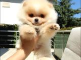 Pomeranian Boo Teddy Bear Yavrular