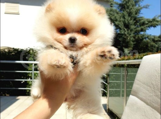 Pomeranian Boo Teddy Bear Yavrular görsel