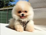 Pomeranian Boo Teddy Bear Yavrular