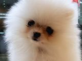 Pomerani̇an Boo Yavruları