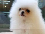 Pomerani̇an Boo Yavruları