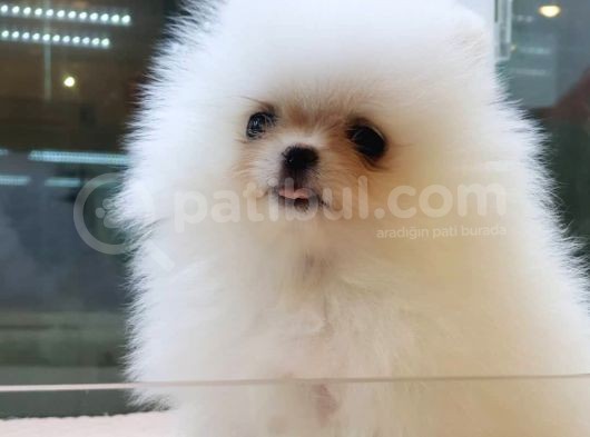 Pomerani̇an Boo Yavruları görsel