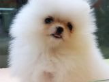 Pomerani̇an Boo Yavruları