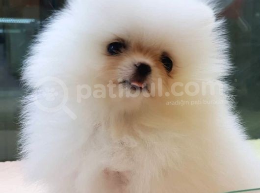 Pomerani̇an Boo Yavruları görsel