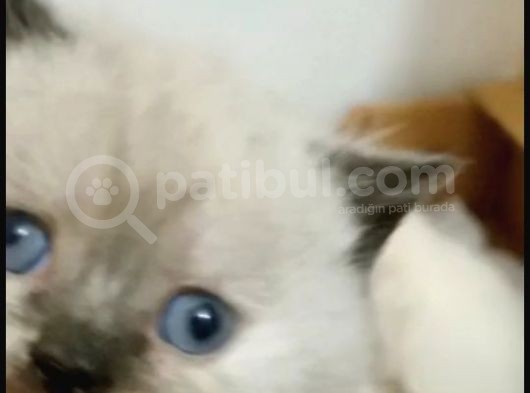 Egzotik Shorthair Yavrular görsel