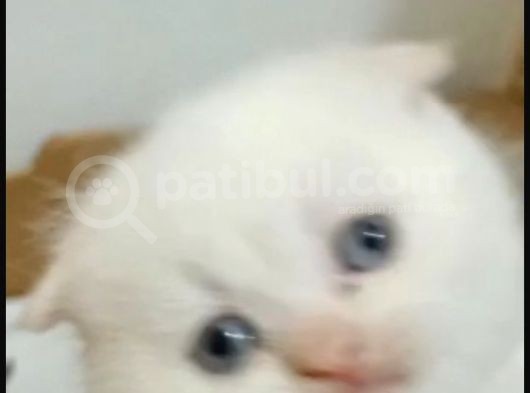 Egzotik Shorthair Yavrular görsel