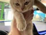 2 Aylık Yavru Kedi