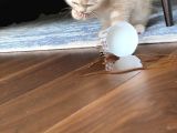 2 Aylık Yavru Kedi
