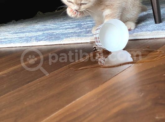 2 Aylık Yavru Kedi görsel