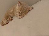 2 Aylık Yavru Kedi