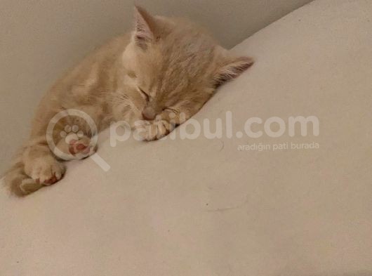 2 Aylık Yavru Kedi görsel