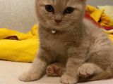 2 Aylık Yavru Kedi