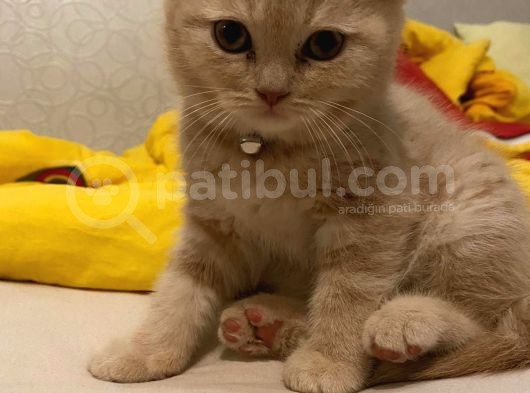 2 Aylık Yavru Kedi görsel