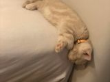 2 Aylık Yavru Kedi