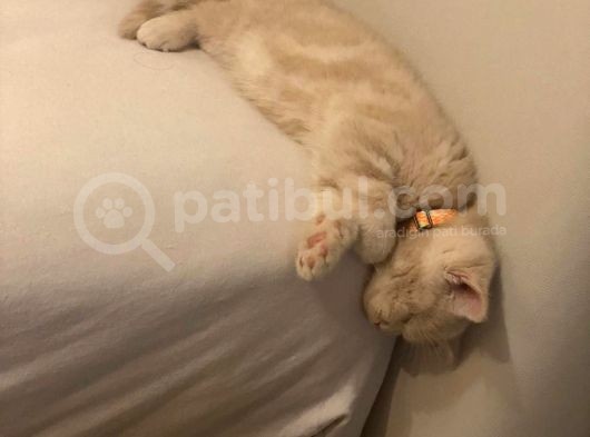 2 Aylık Yavru Kedi görsel
