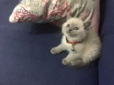 Bluepoint Dişi British Shorthair Erkek Yavru