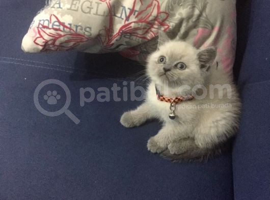 Bluepoint Dişi British Shorthair Erkek Yavru görsel