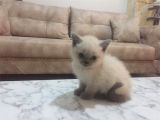 Bluepoint Dişi British Shorthair Erkek Yavru