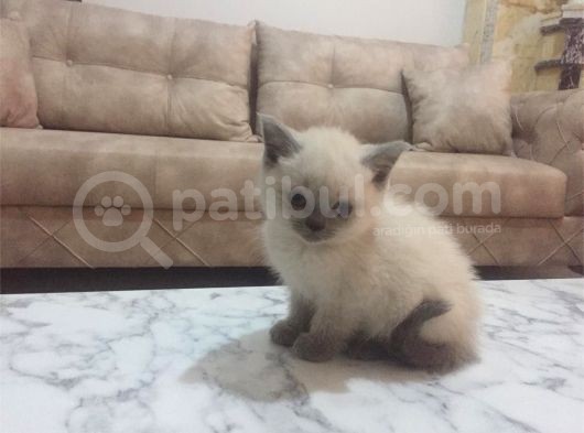Bluepoint Dişi British Shorthair Erkek Yavru