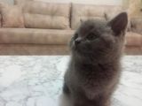 Bluepoint Dişi British Shorthair Erkek Yavru