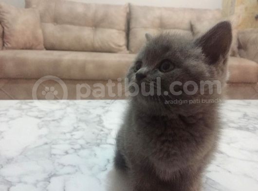 Bluepoint Dişi British Shorthair Erkek Yavru görsel