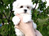 Safkan Maltese Terrier Yavrularımız