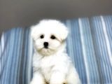 Terrier Maltese