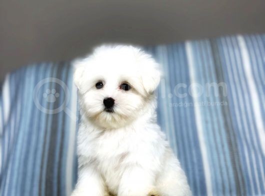 Terrier Maltese