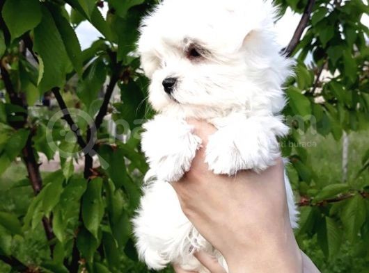 Safkan Maltese Terrier Yavrularımız görsel