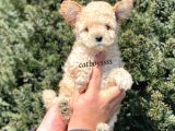 Sevimli Apricot Toy Poodle Yavrumuz